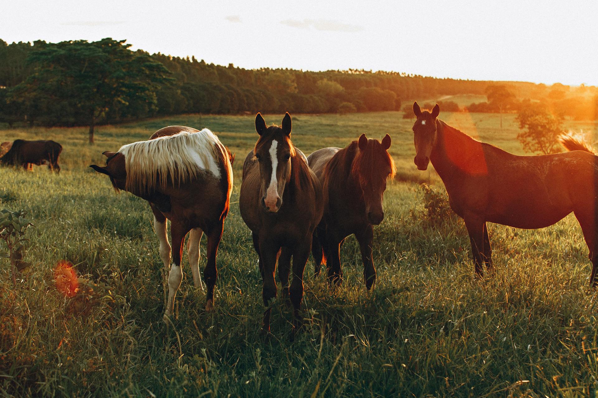 Horse and rider